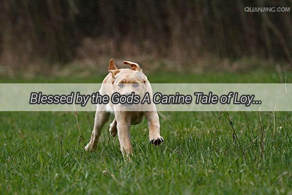 Blessed by the Gods A Canine Tale of Loyalty and Divine Love